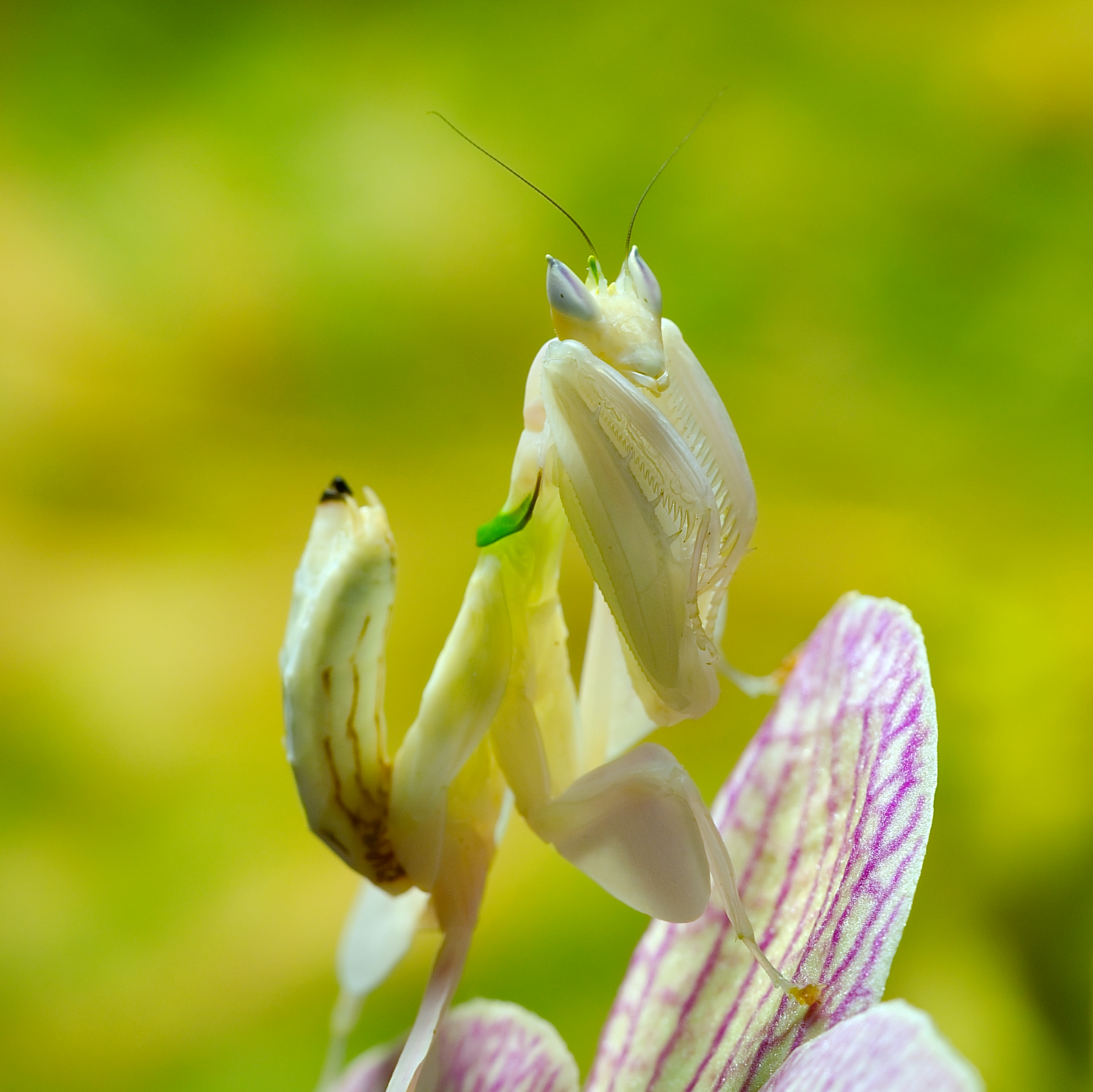  orchidea manó